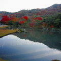 秋遊嵐山天龍寺