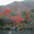 秋遊嵐山天龍寺