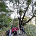 樟樹巨木群步道
