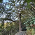 樟樹巨木群步道