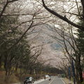 長福山公園(櫻花隧道)