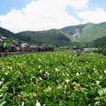 竹子湖繡球花