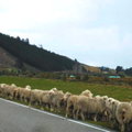 綿羊排隊2