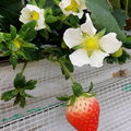 筑紫野草莓農園