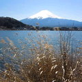 河口湖環湖步道觀賞富士山3