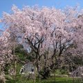 東京及京都的櫻花