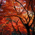 秋遊嵐山龜山公園