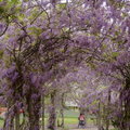 杉林溪紫藤花篇