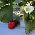 苗栗採草莓