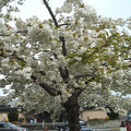 維多利亞島~白色的櫻花