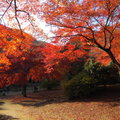 秋遊嵐山龜山公園