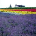 北海道美馬牛花園農場~美麗的花花世界 