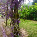杉林溪紫藤花篇