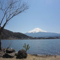 河口湖環湖步道漫步~富士山看到飽