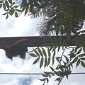 北海道旭山動物園~紅毛猩猩3