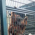 北海道旭山動物園~紅毛猩猩1