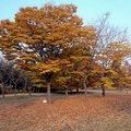 首爾的秋天~處處是黃金銀杏樹 