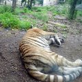 北海道旭山動物園~老虎