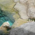 北海道旭山動物園~北極熊