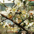 民生公園賞梅