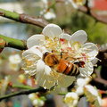 民生公園賞梅