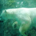 北海道旭山動物園~北極熊游泳3
