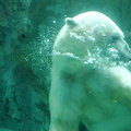 北海道旭山動物園~北極熊游泳2