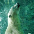 北海道旭山動物園~北極熊游泳1