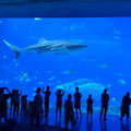 海洋奇觀鯨鯊館