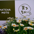 麻茶元MatchaMoto