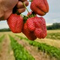 #採草莓