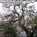 Sydney Harbour Bridge