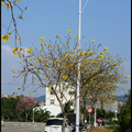 昌平東七路。羊蹄甲