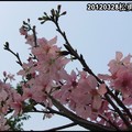 2012春日追花