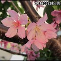 2012春日追花