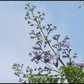 2012松勇公園。又見藍花楹