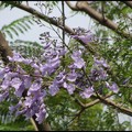 2012松勇公園。又見藍花楹