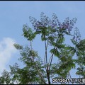 2012松勇公園。又見藍花楹