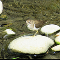 臺中北屯。水湳生態公園