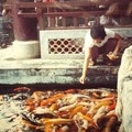 我餵魚兒