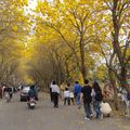 金黃飛花染滿天---黃花風鈴木在朴子溪防汛道 - 29