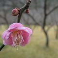 臘月中旬訪武陵, 寒梅初綻, 只寥寥數枝, 有緣賞得繁花固好, 幾蕊紅梅充滿詩意亦令人遊興不減哩!