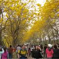 金黃飛花染滿天---黃花風鈴木在朴子溪防汛道 - 32