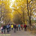 金黃飛花染滿天---黃花風鈴木在朴子溪防汛道 - 40