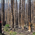 大火燒過的樹林
