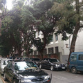 台北大學後圍牆大樹