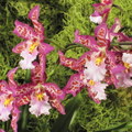 Santa Barbra International Orchid Show-2012