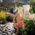 Santa Barbra International Orchid Show-2012