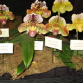 Santa Barbra Orchids Show-2014 - 4