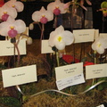 Santa Barbra Orchids Show-2014 - 8